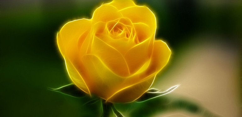 Flowers-Delivery-Gurgaon-32-770x375.jpg