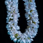 fresh jasmine gajra , roses gajra, blue orchid gajra, mogra tiara, orchid tiara, rose tiara, bridal floral jewellery for mehandi - flowernpetals